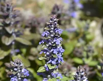 Ajuga Turkestanica Extract