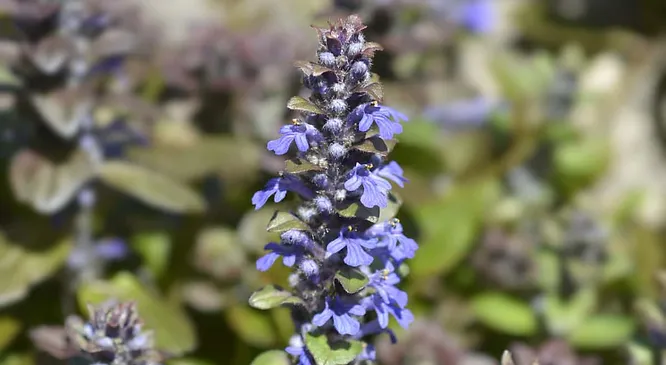 Ajuga Turkestanica Extract