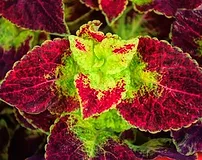 Coleus Extract 10%