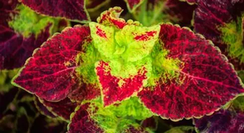 Coleus extract